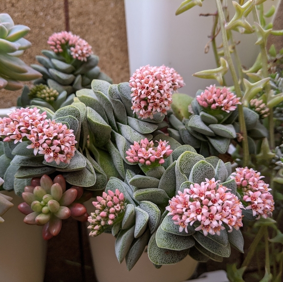 40 Succulent Plant Cuttings Various Types - Picture 14 of 15